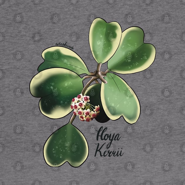 Hoya Kerrii in bloom by Wieskunde